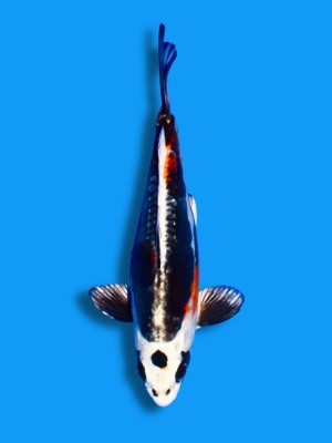 Maruten Beni Kikokuruyu | Koi&Co.